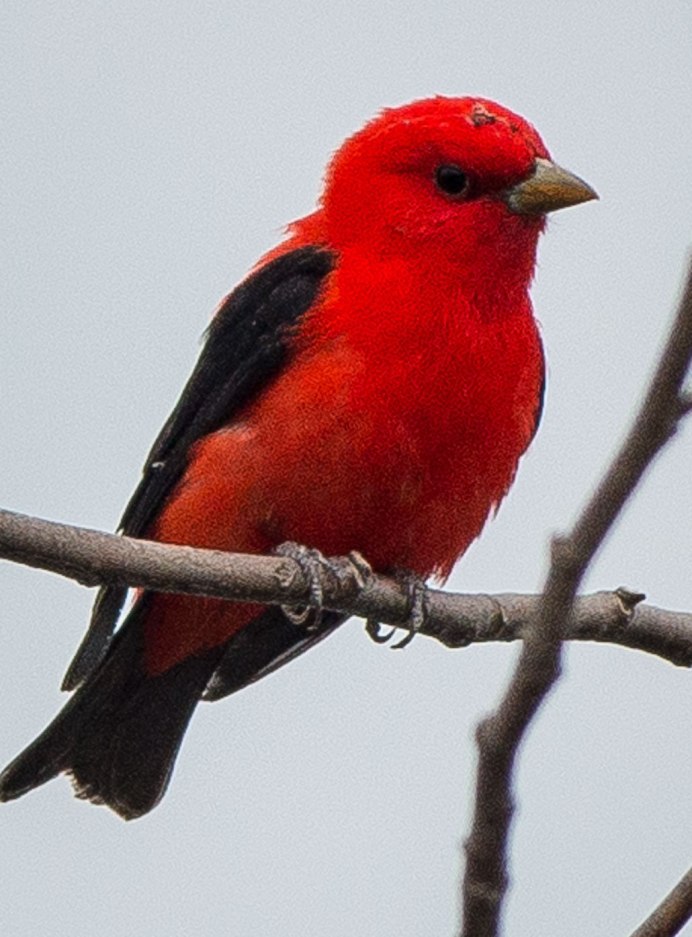 Зарянка Малиновка