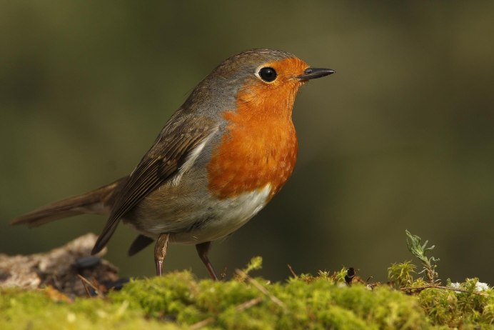 Красногрудая Зарянка