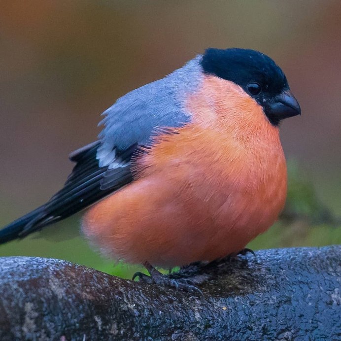 Красногрудая птичка