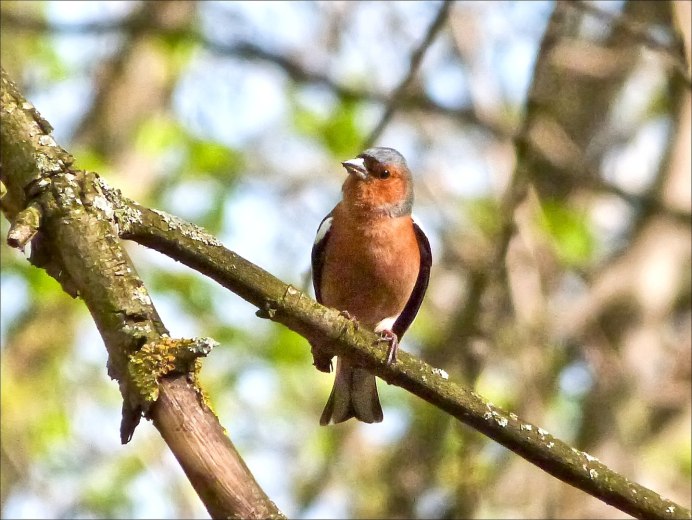 Зарянка горихвостка