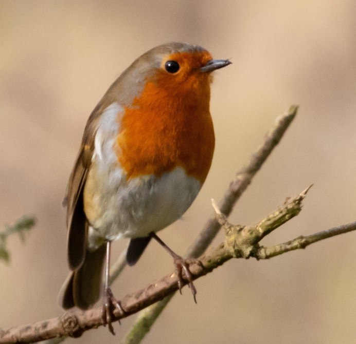 Рыжий Робин