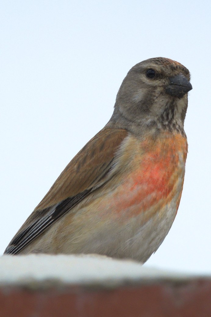 Малиновка Зарянка птичка