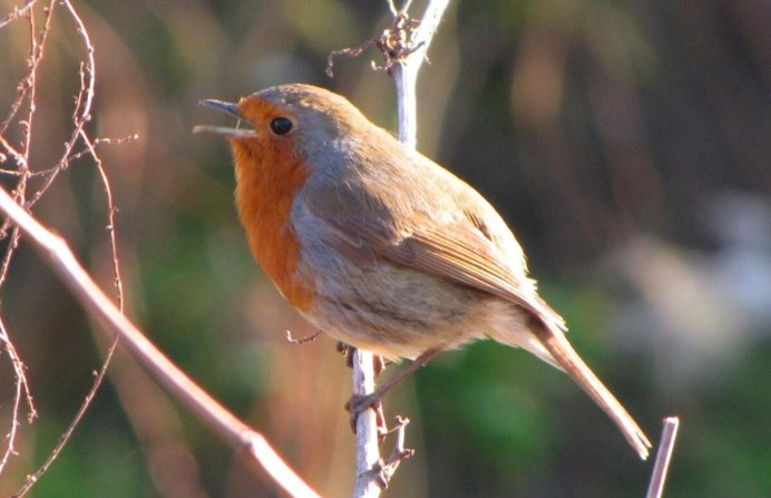 Зарянка Зорянка