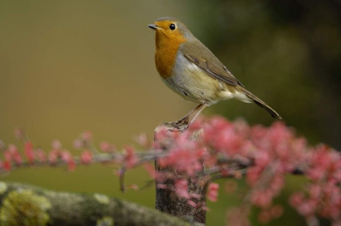 Синехвостка (лат. Tarsiger cyanurus)
