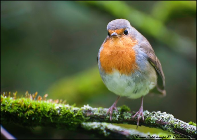 Малиновка семейство
