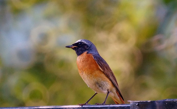 Красногрудый Кардинал