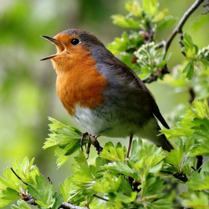 Синяя птица с оранжевой грудкой