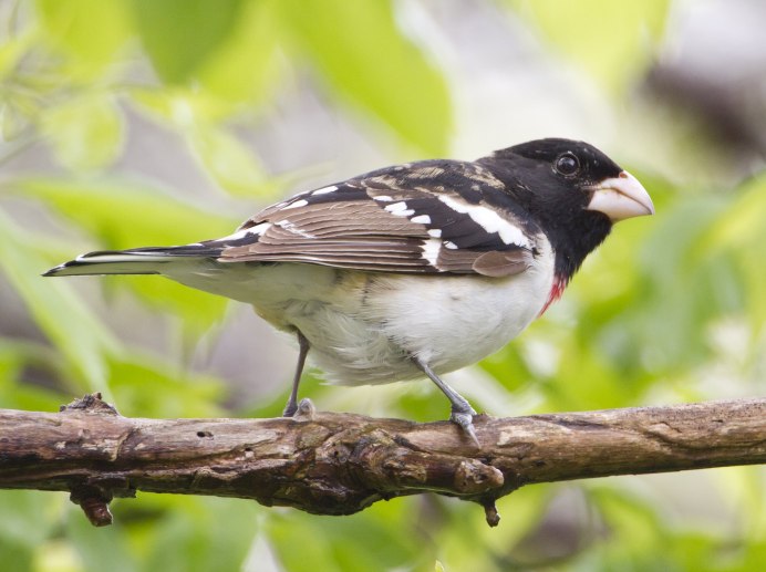Птичка певчая