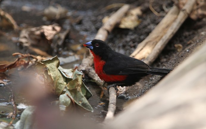Красногрудые птицы