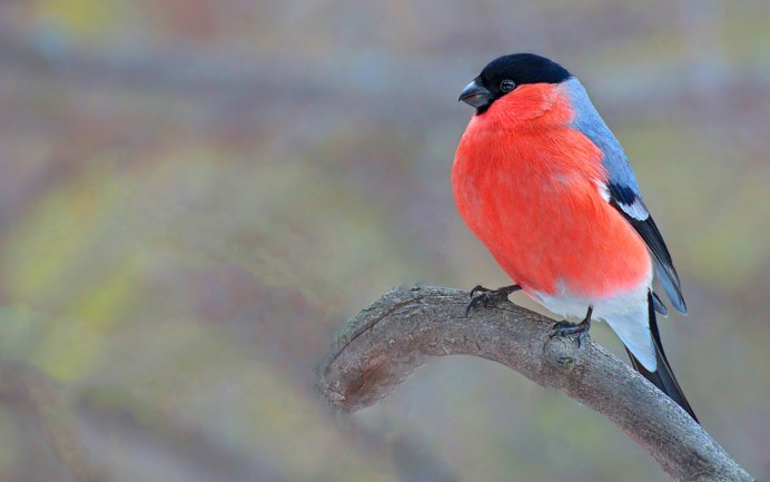 Зарянка Зорянка