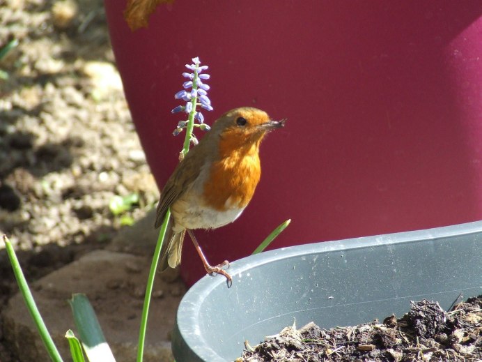 Красногрудый Снегирь