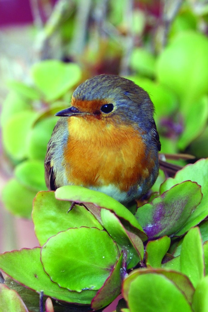 Соловей и Зарянка