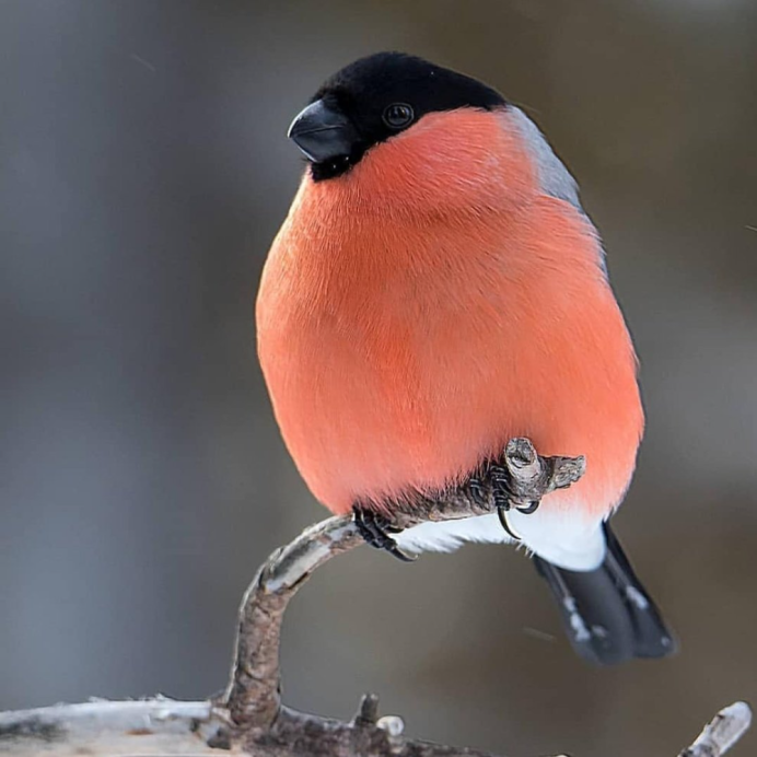 Соловей красношейка