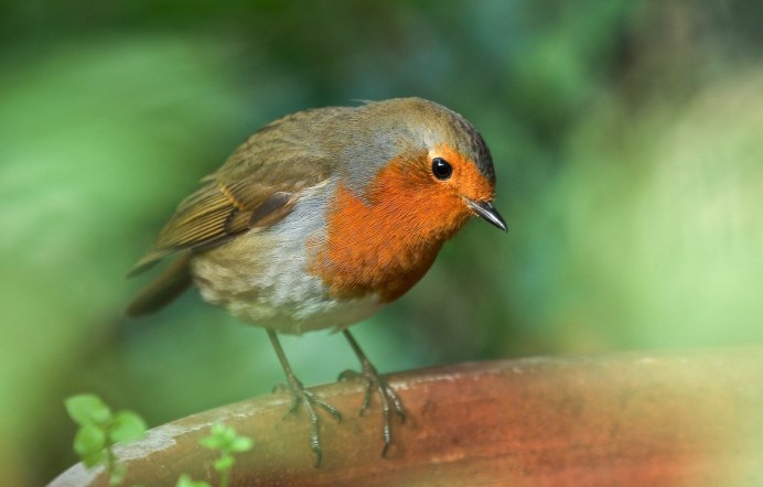 Красногрудая Зарянка Великобритания