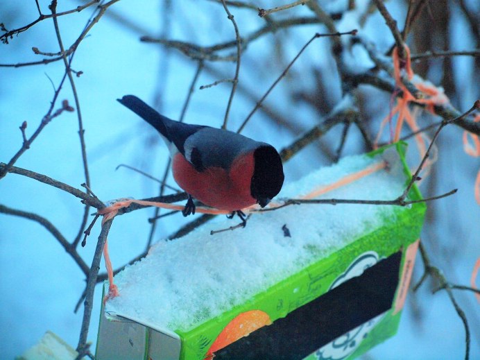 Красногрудый Снегирь