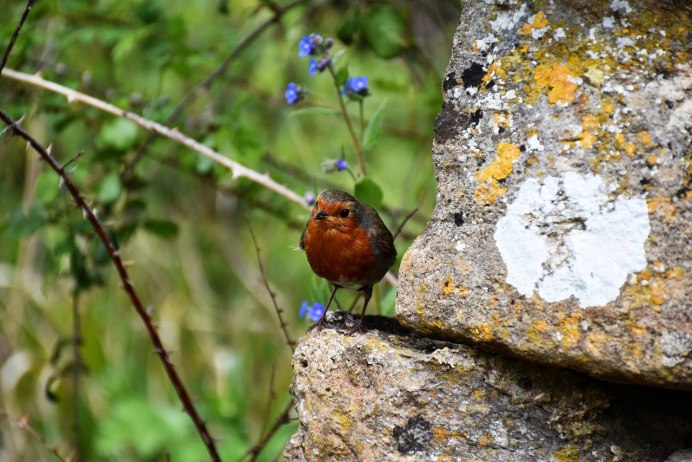 Соловей красношейка