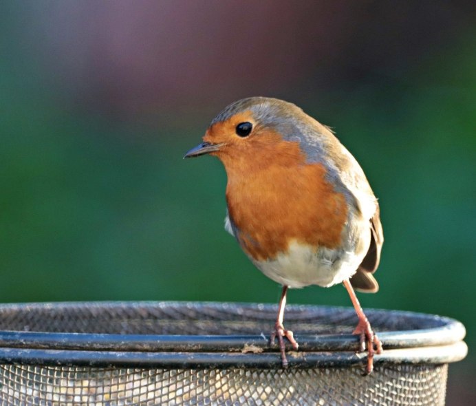 Robin Redbreast птица