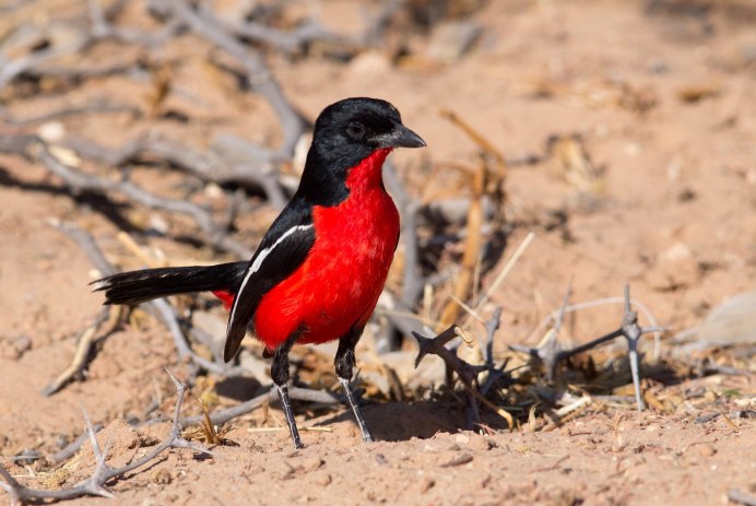 Зарянка Малиновка горихвостка