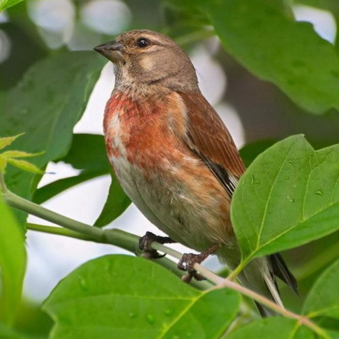 Robin Redbreast птица