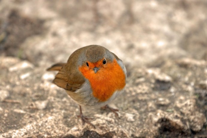 Robin Зарянка