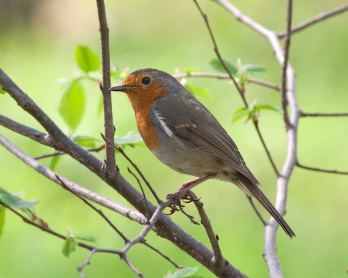 Красногрудые красавцы