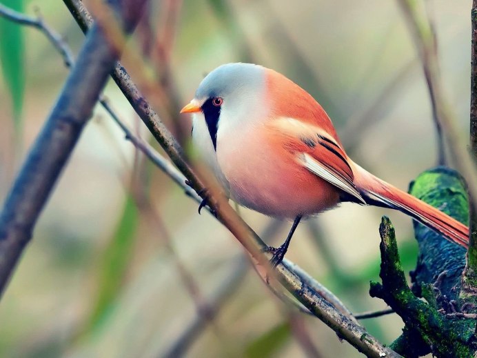 Красногрудый Соловей