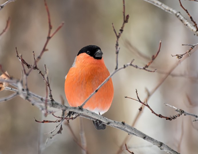 Сибирский Соловей красношейка