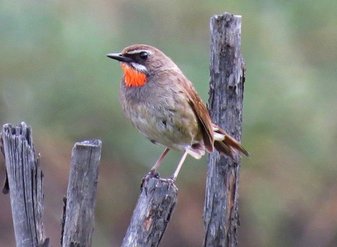 Красногрудая Зарянка