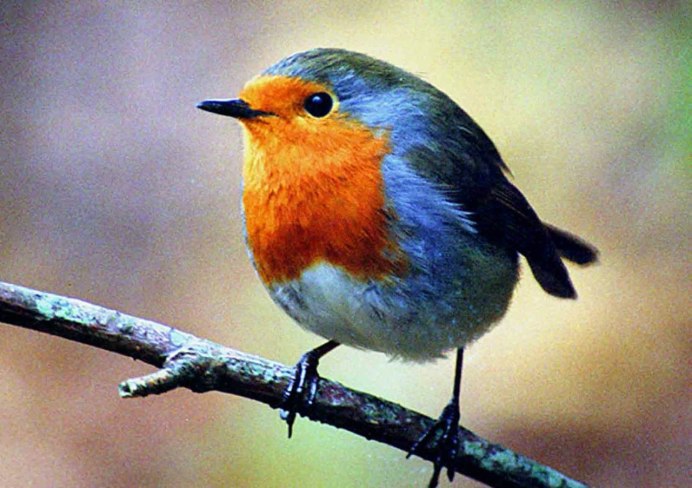 Странствующий Дрозд