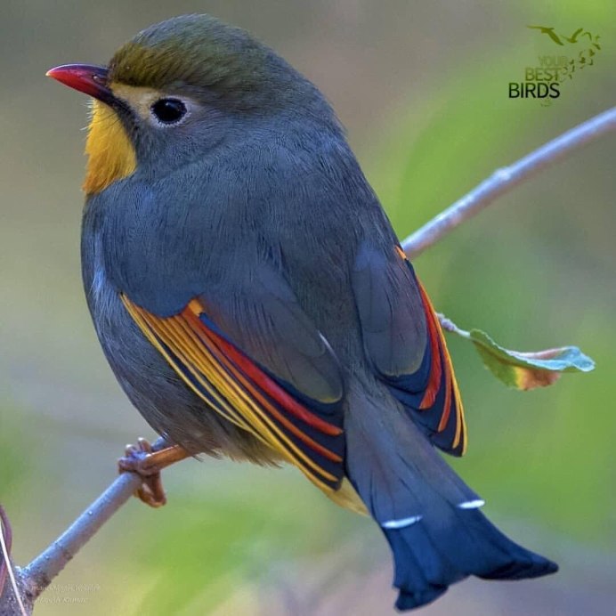 Соловей и Зарянка