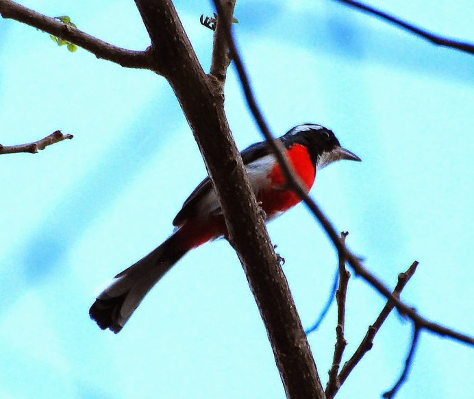 Зарянка Зяблик Дрозд