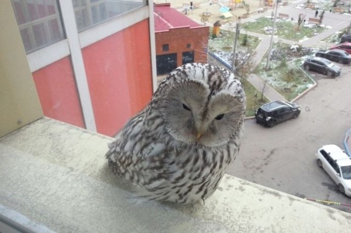 Сова на подоконнике