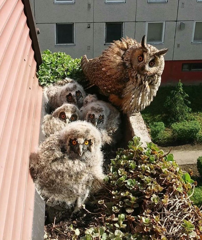 Сова на балконе