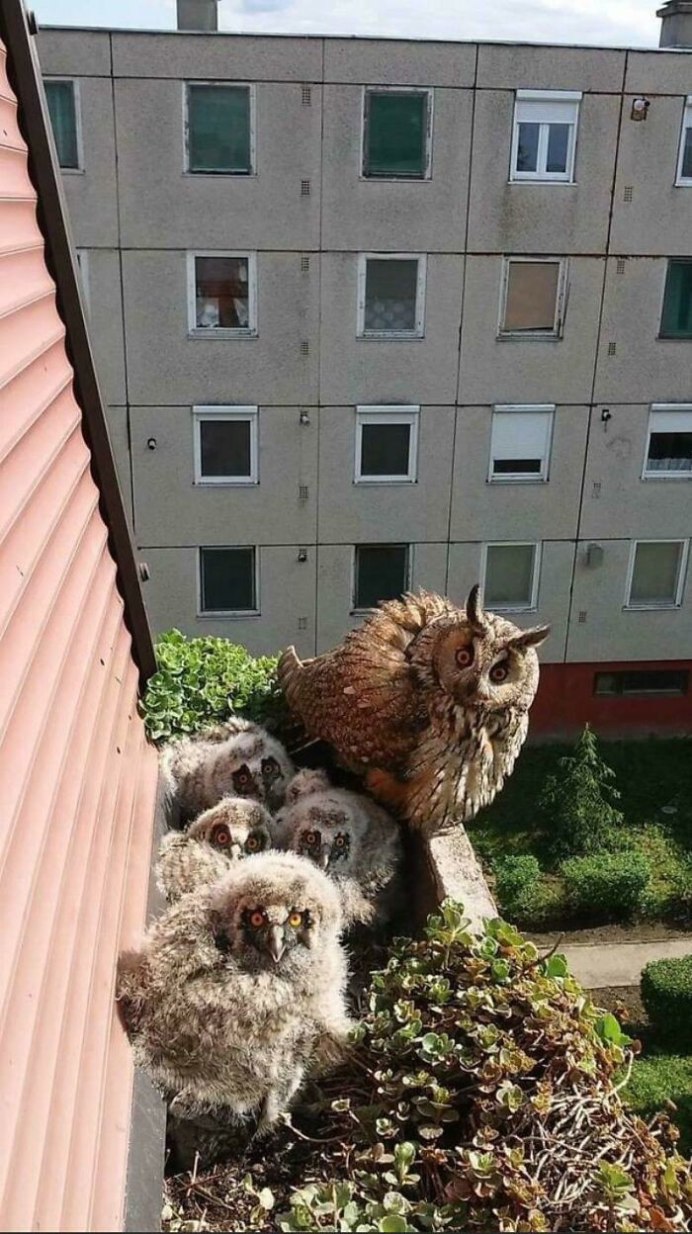 Сова за окном