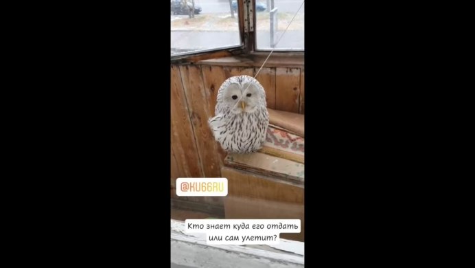 Сова залетела на балкон