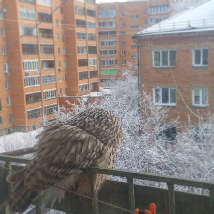 Совята на балконе