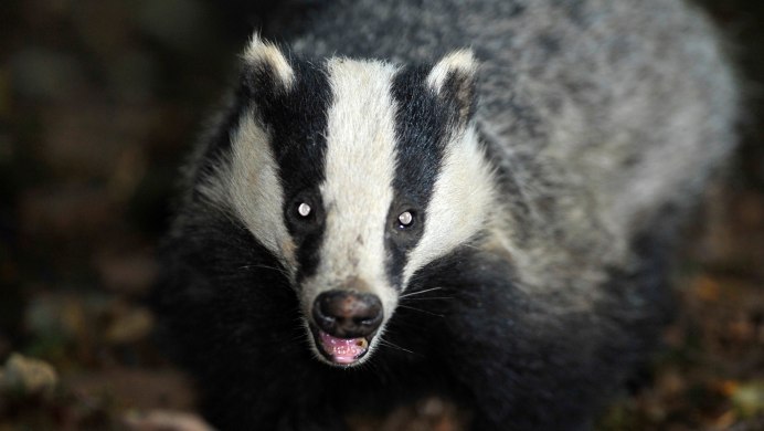 Badger Badger