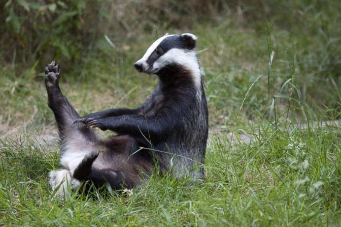 Badger Badger Badger Mushroom Mushroom