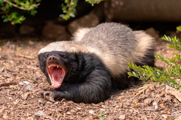 Badger Badger Badger