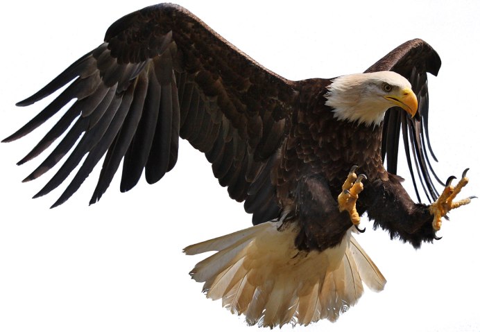 Royal Eagle
