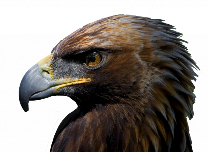 Golden Imperial Eagle