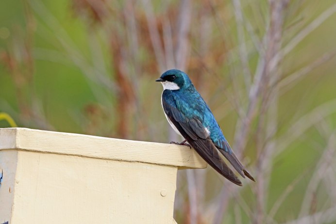Древесной ласточки Tachycineta bicolor