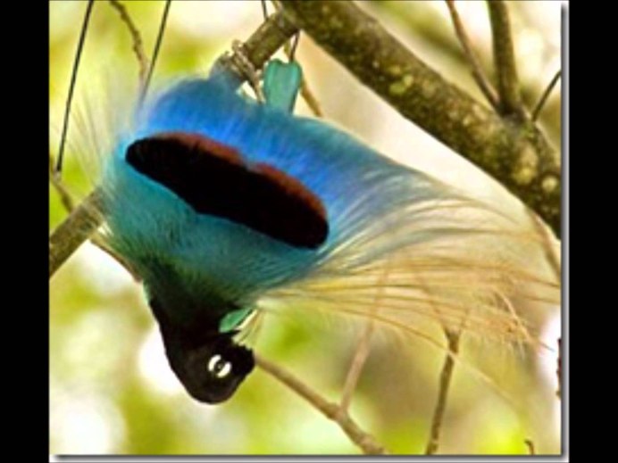 Тим Ламан-Райские птицы