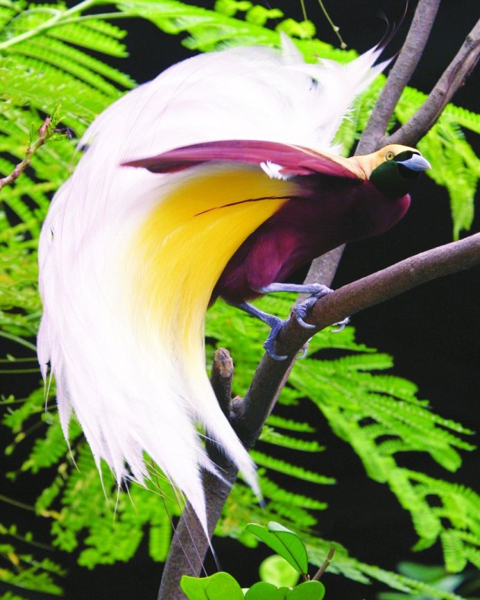 Перья редких птиц