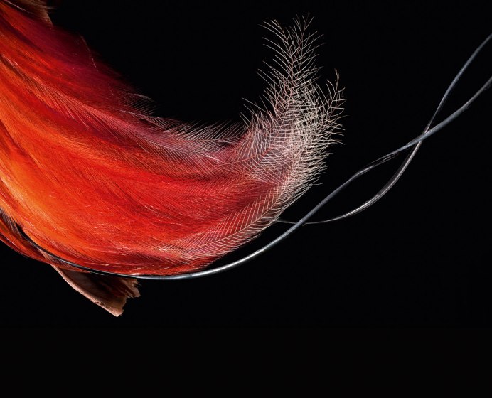 Реггианова Райская птица