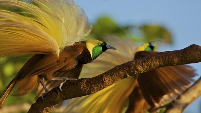 Эгрет птица