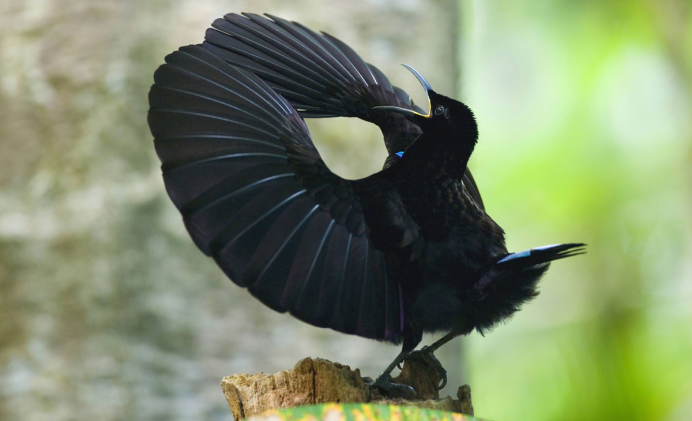 Амазонский венценосный мухоед