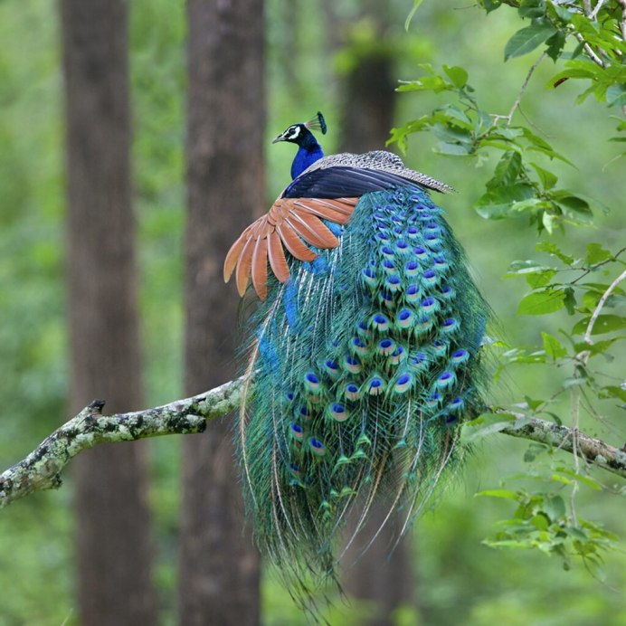Балийская Райская птица