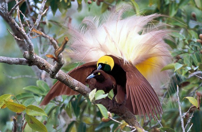 Перо райской птицы