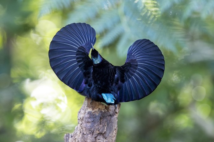 Попугай Кеа новая Зеландия